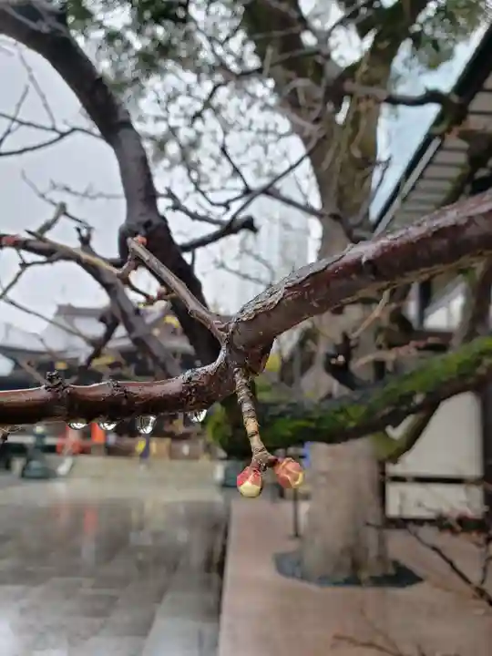 熊野神社の自然