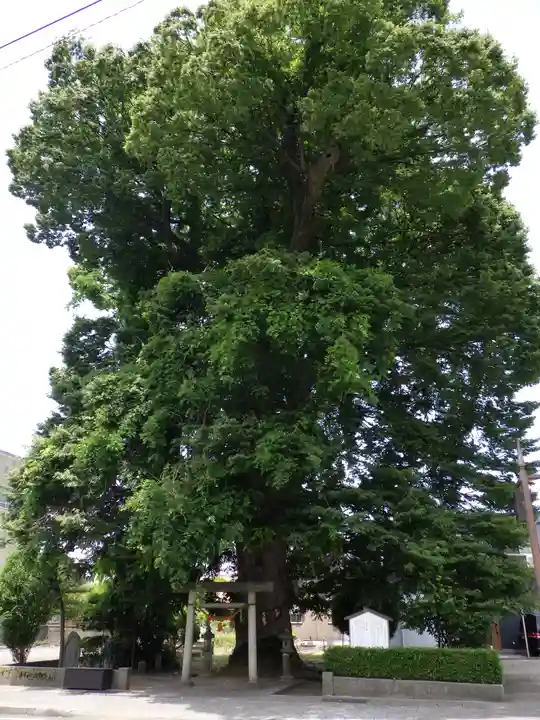 八心大市比古神社の自然