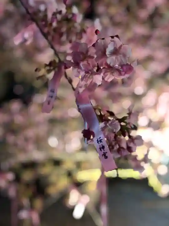 桜神宮(東京都)