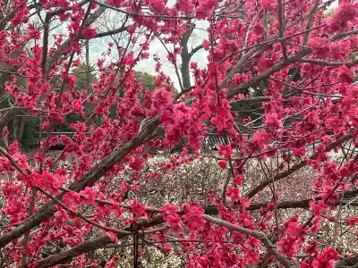 北野天満宮(京都府)