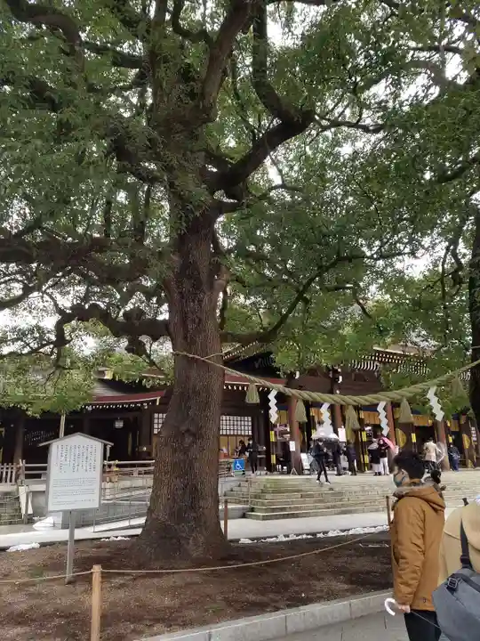 明治神宮の自然