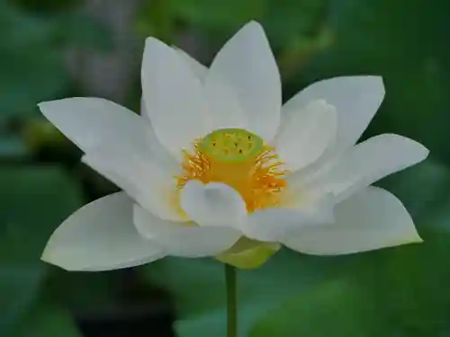 極楽山　浄土寺の自然