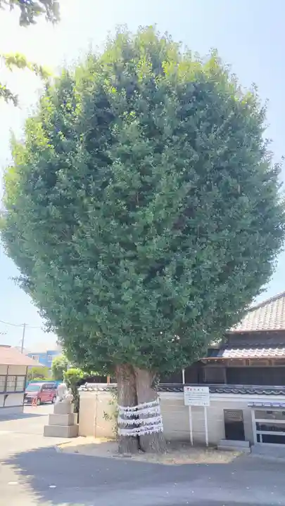 子守神社(千葉県)