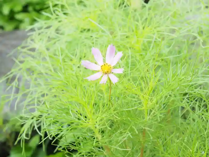 御霊神社の自然