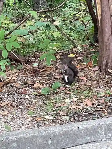 上川神社の動物