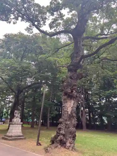 帯廣神社の自然