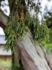 大水上神社(香川県)