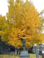 熊野大社の自然