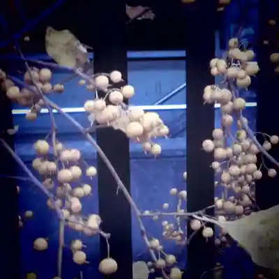 大巧寺(神奈川県)