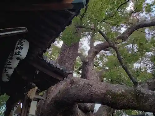 三島神社の自然