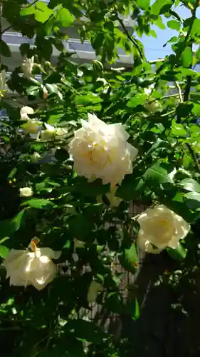 蔵前神社(東京都)