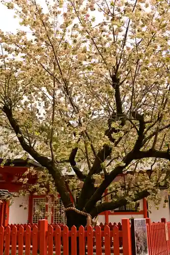 金櫻神社(山梨県)
