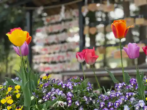 新橋浅間神社の自然