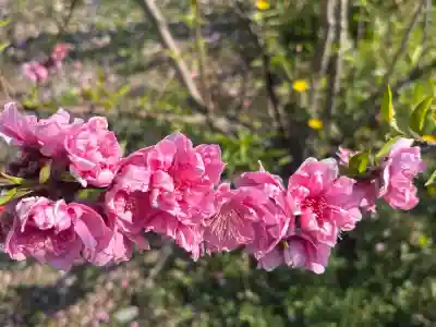 多賀神社の{uncategorized: "未分類", other: "その他", undefined: "問題あり", building: "その他建物", grave: "お墓", sacred_gate: "鳥居", guardian: "狛犬", statue: "像", buddha: "仏像", history: "歴史", nature: "自然", garden: "庭園", animal: "動物", pagoda: "塔", temizu: "手水舎", mountain_gate: "山門・神門", sanctuary: "本殿・本堂", subordinate: "末社・摂社", art: "芸術", scenery: "景色", jizo: "地蔵", ema: "絵馬", goshuin: "御朱印", omikuji: "おみくじ", items: "授与品その他", amulet: "お守り", goshuincho: "御朱印帳", eats: "食事", festival: "お祭り", votive_dance: "神楽", shichigosan: "七五三参", wedding: "結婚式", experience: "体験その他", initially: "初詣", around: "周辺", anti_infection: "感染症対策"}