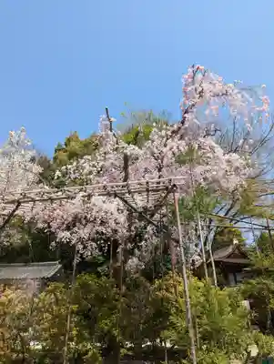 賀茂別雷神社（上賀茂神社）(京都府)