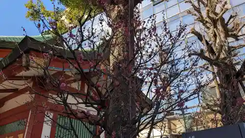 神田神社（神田明神）の自然