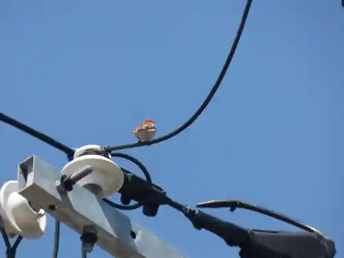 留辺蘂神社の動物