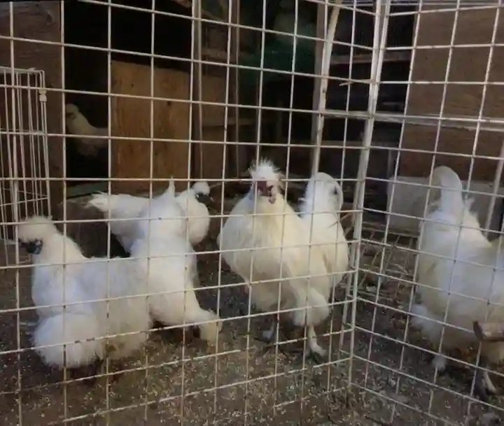 榮久山大法寺(東京都)