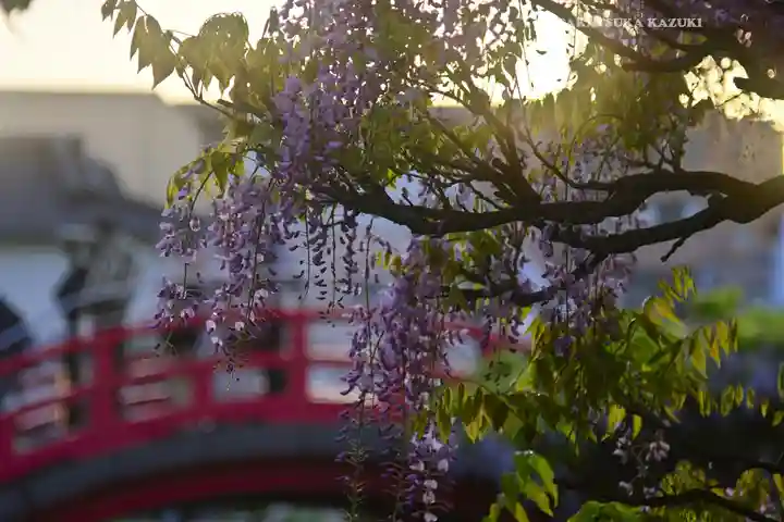 亀戸天神社(東京都)