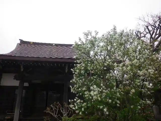 教恩寺の本殿・本堂