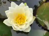 真言宗 善通寺派 薬王寺の自然