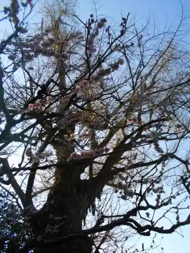 荏柄天神社の自然