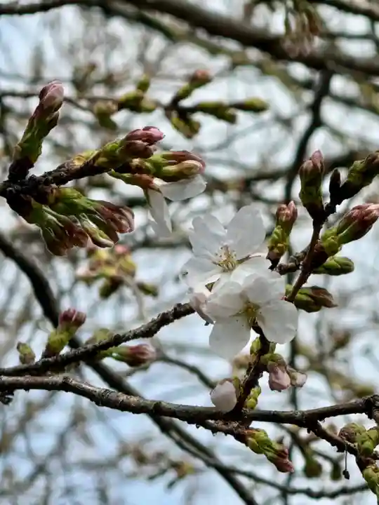 墨染寺(桜寺)(京都府)