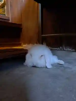 大御和神社(徳島県)