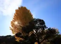 岩屋寺の自然