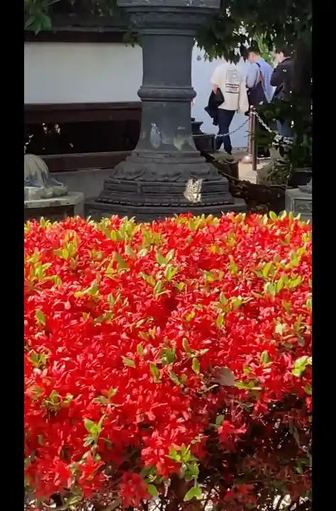 上野東照宮の{uncategorized: "未分類", other: "その他", undefined: "問題あり", building: "その他建物", grave: "お墓", sacred_gate: "鳥居", guardian: "狛犬", statue: "像", buddha: "仏像", history: "歴史", nature: "自然", garden: "庭園", animal: "動物", pagoda: "塔", temizu: "手水舎", mountain_gate: "山門・神門", sanctuary: "本殿・本堂", subordinate: "末社・摂社", art: "芸術", scenery: "景色", jizo: "地蔵", ema: "絵馬", goshuin: "御朱印", omikuji: "おみくじ", items: "授与品その他", amulet: "お守り", goshuincho: "御朱印帳", eats: "食事", festival: "お祭り", votive_dance: "神楽", shichigosan: "七五三参", wedding: "結婚式", experience: "体験その他", initially: "初詣", around: "周辺", anti_infection: "感染症対策"}