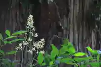 阿久津「田村神社」(郡山市阿久津町)旧社名:伊豆箱根三嶋三社の自然