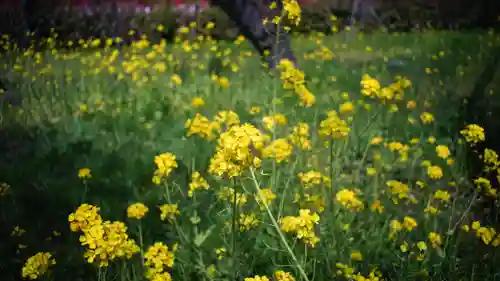 平野神社(京都府)