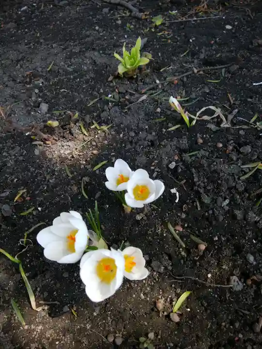 札幌諏訪神社の自然