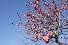 亀戸天神社の自然