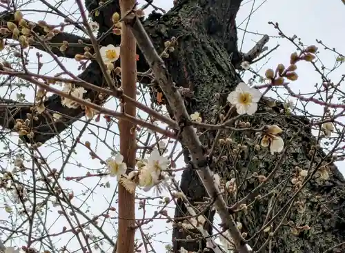 花園神社の自然