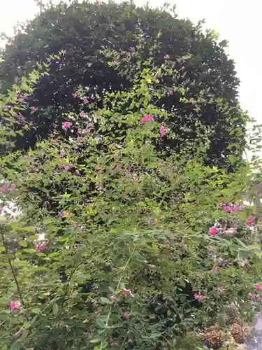太田姫稲荷神社の自然