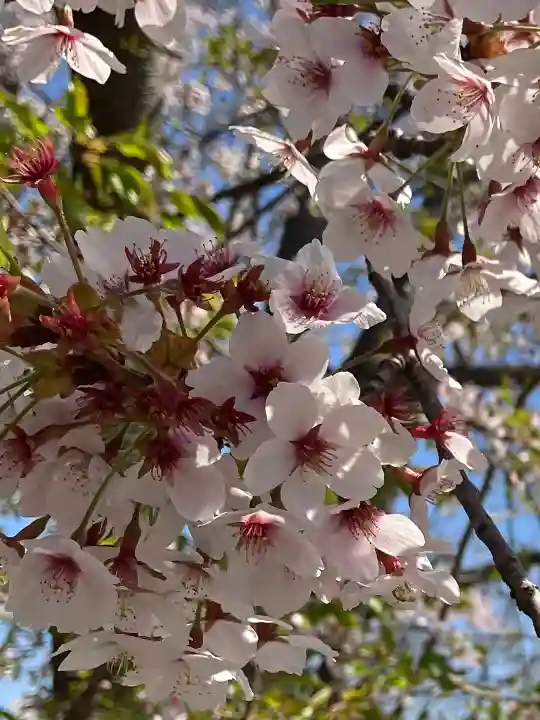 住吉神社の自然