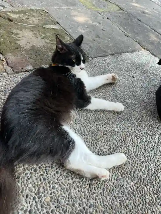 別所琴平神社(熊本県)