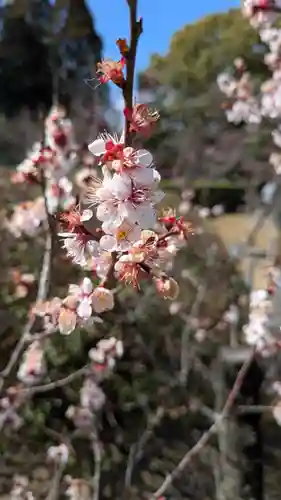 隨心院（随心院）(京都府)