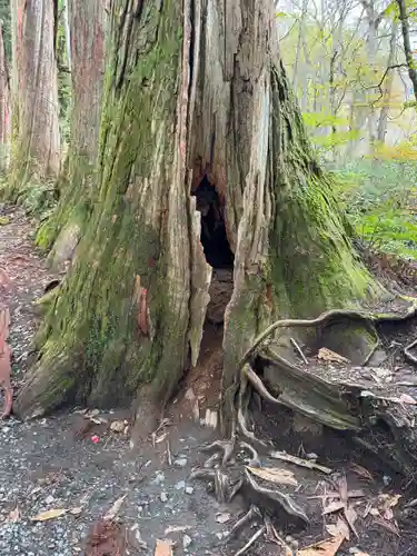 戸隠神社奥社(長野県)