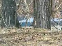 留辺蘂神社の動物