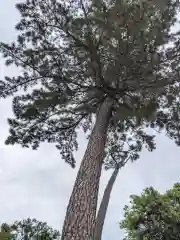 中野沼袋氷川神社の自然