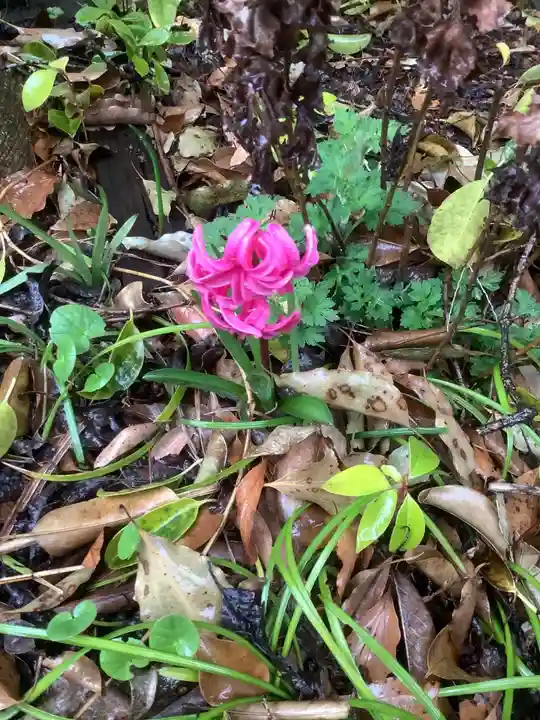 清洲山王宮 日吉神社の自然