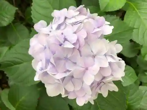 徳島眉山天神社の自然