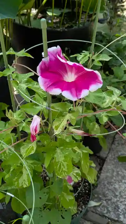 勝林寺(京都府)