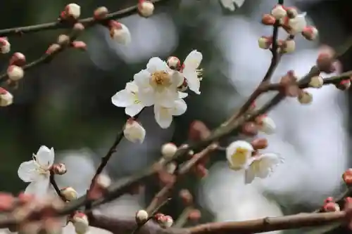 豊景神社の庭園