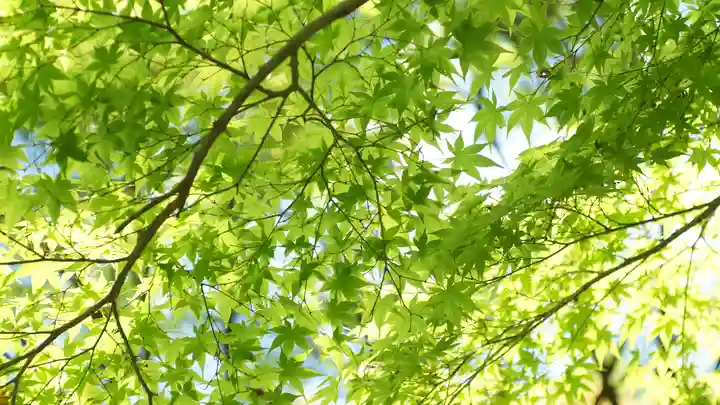 今熊野観音寺(京都府)