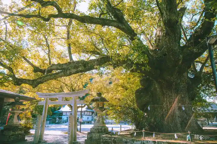 闘鶏神社(和歌山県)