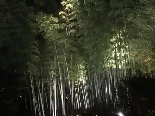 高台寺（高台寿聖禅寺・高臺寺）の自然