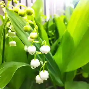 七重浜海津見神社(北海道)(2025年05月23日(金) 08時39分46秒投稿)